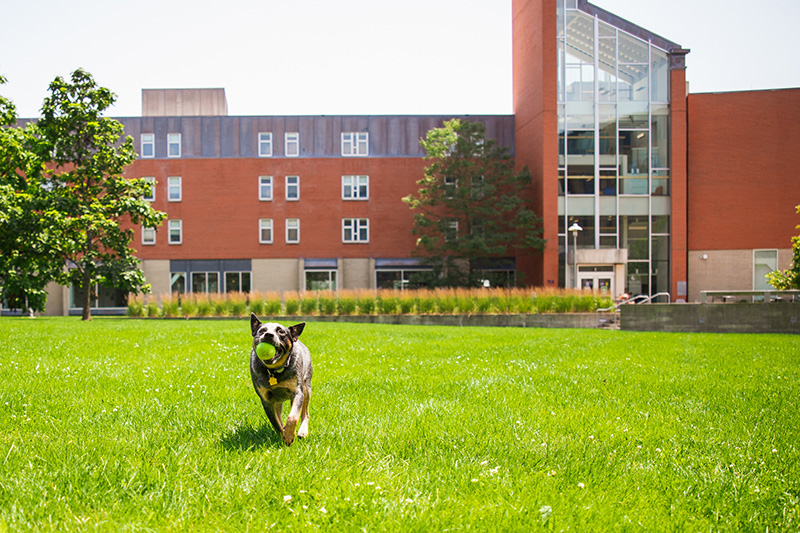 Otto the campus community dog chases a tennis ball on Marsh Quad