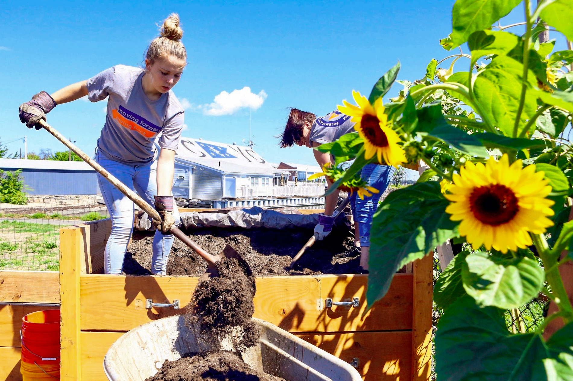 A Salem State student digs into soil with a shovel while volunteering.