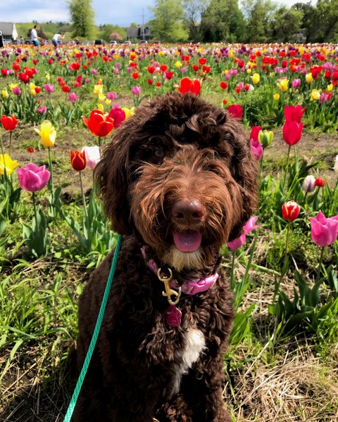 Goldendoodle therapy dog in field of flowers