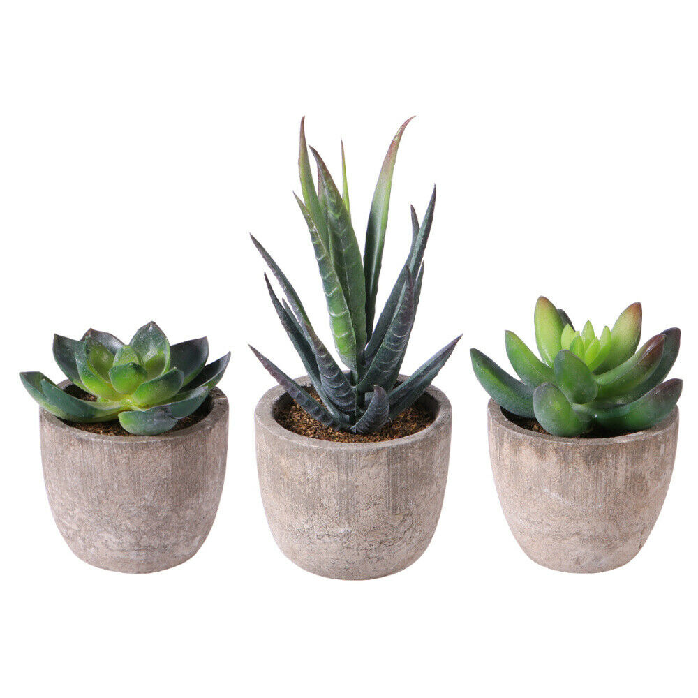 Small planters containing succulents