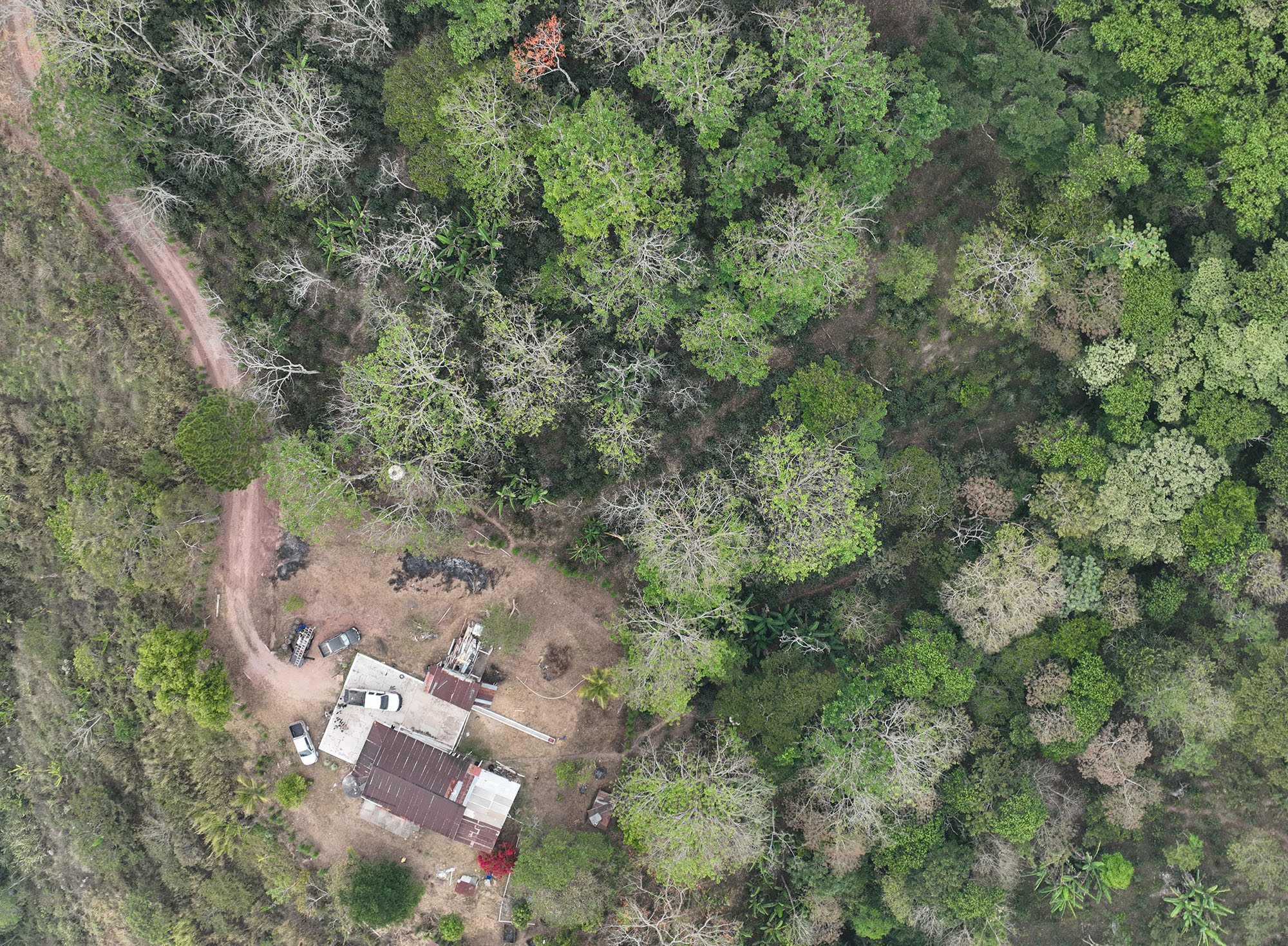 Coffee plantation as see from the drone