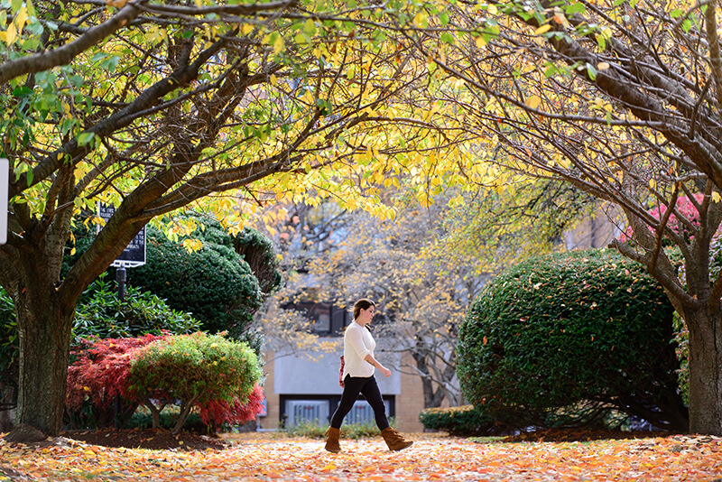 A student walks in front of the Sullivan building under fall foliage