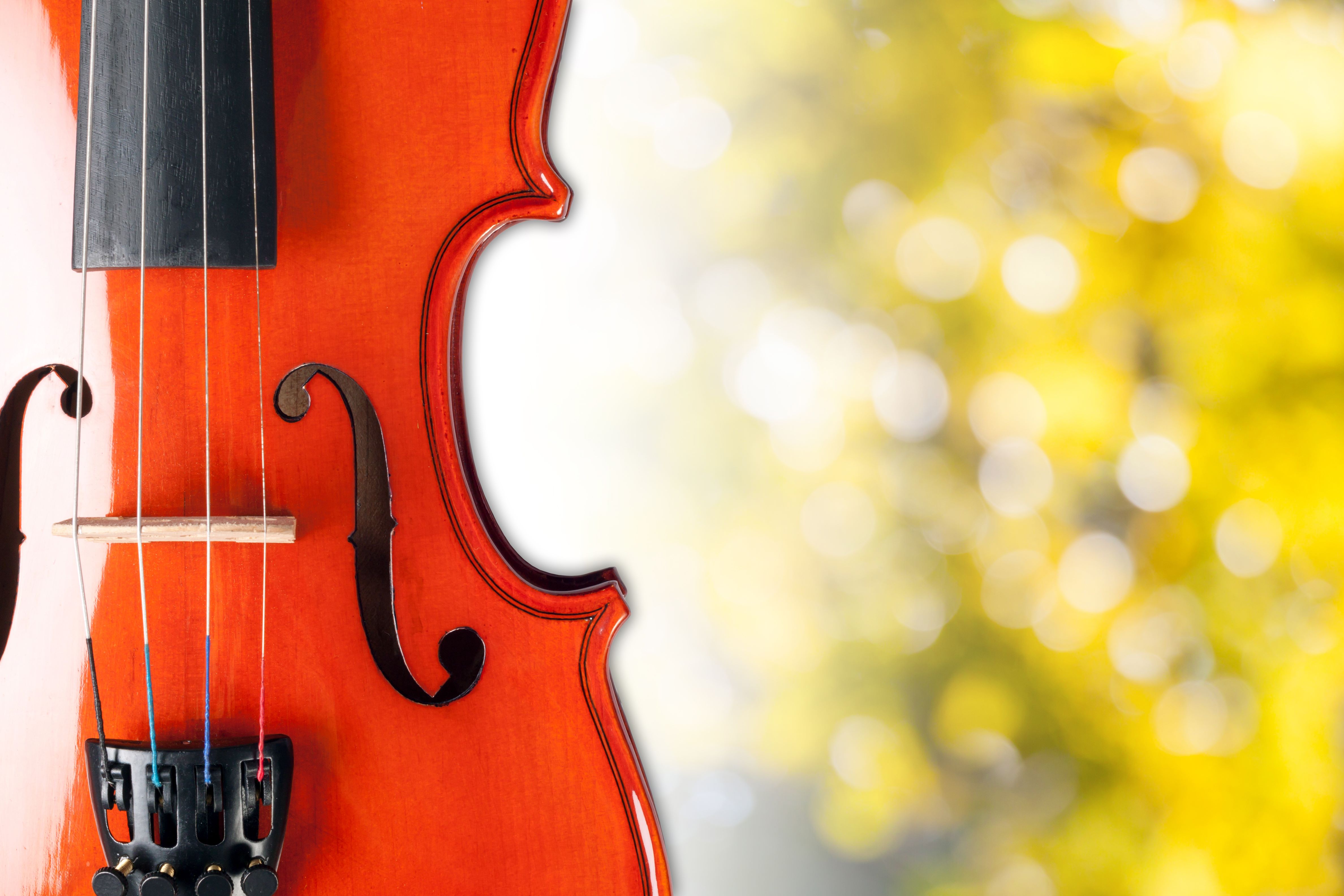 Violin in front of yellow bushes
