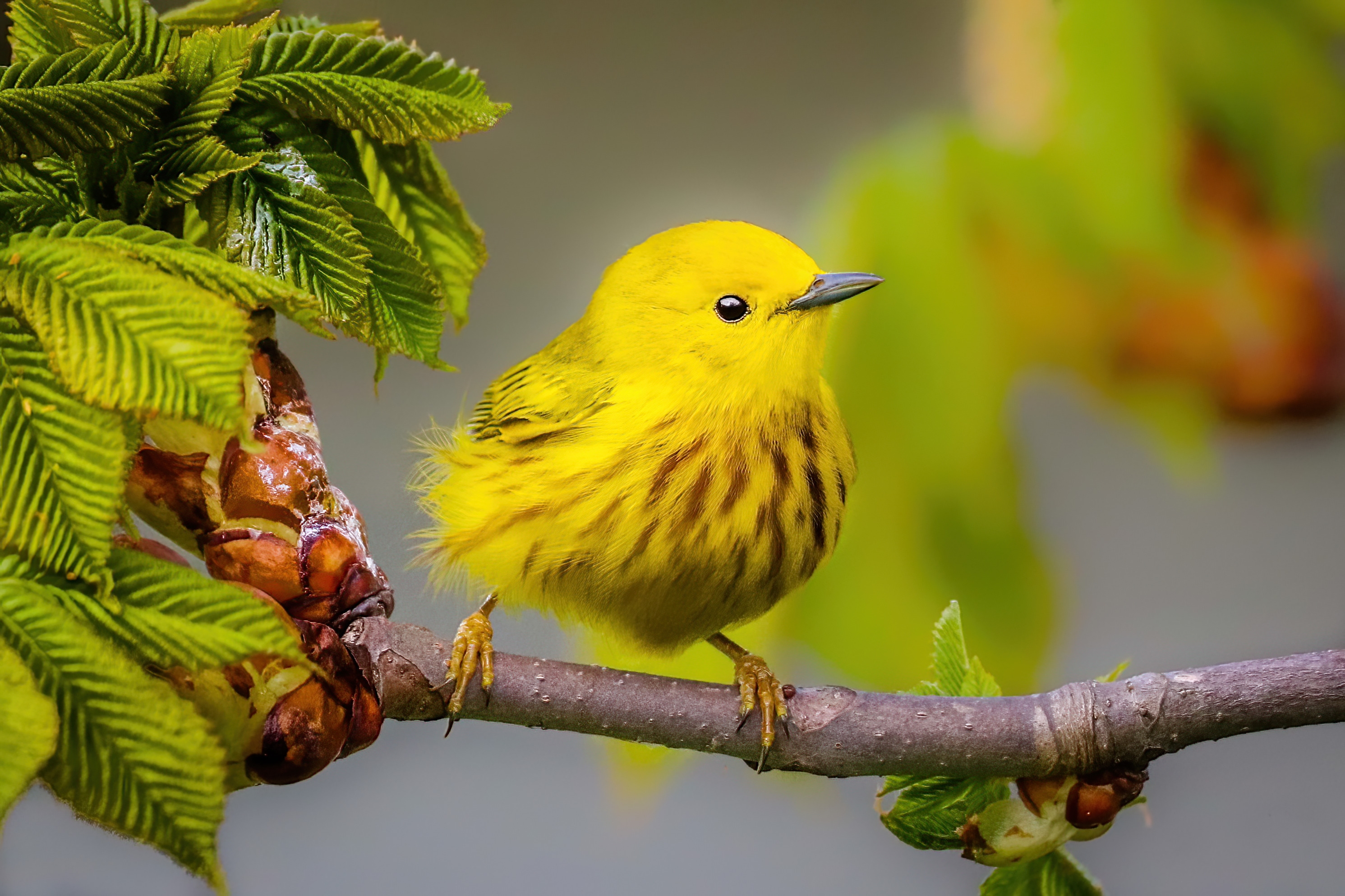 Yellow bird on a tree branch