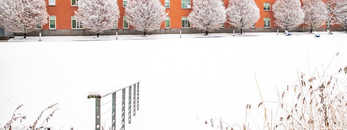 Snowy trees line the Marsh Quad.