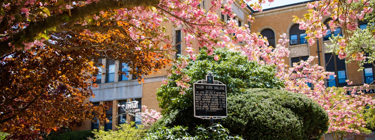Cherry blossoms and bushes in front of Sullivan Building at Salem State.