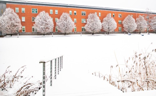 Snowy trees line the Marsh Quad.