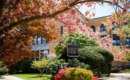 Cherry blossoms and bushes in front of Sullivan Building at Salem State.
