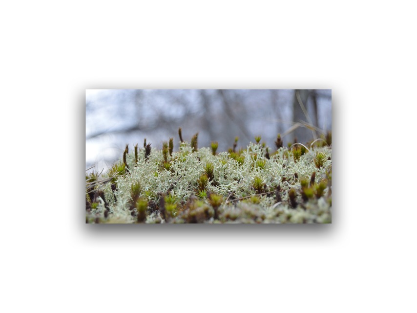 Ashley Hobbs - Grassy Hill - Nature Photography