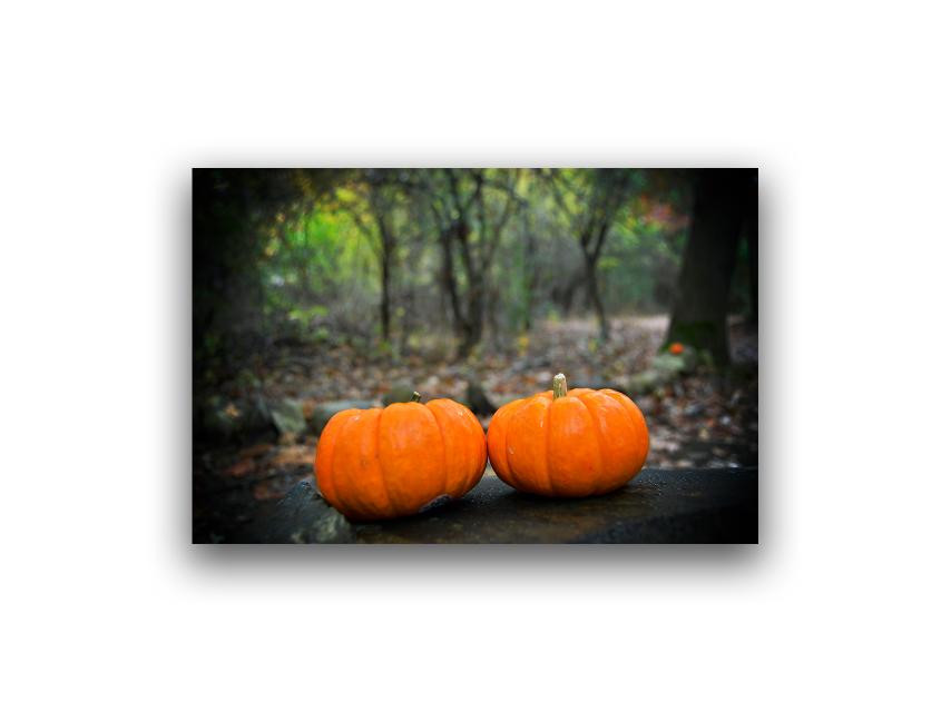 Ashley Hobbs - Pumpkin - Color Photography 