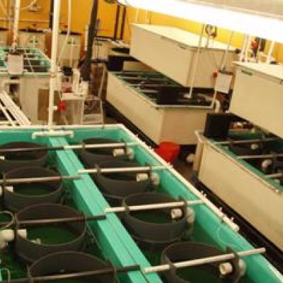 large tanks for fish cultures