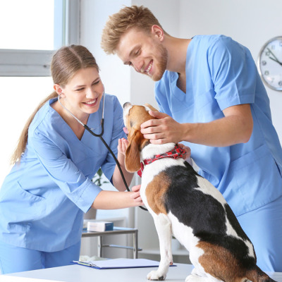 Two people in blue vets uniforms holding a dog. One of them has a stethascope and listens to the dog's heart