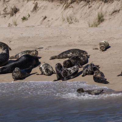A dozen or so seals on a beach shore in Cape Cod.