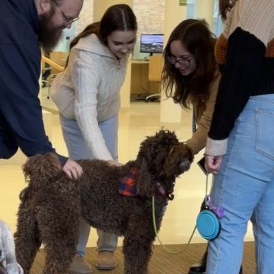 Luna the therapy dog