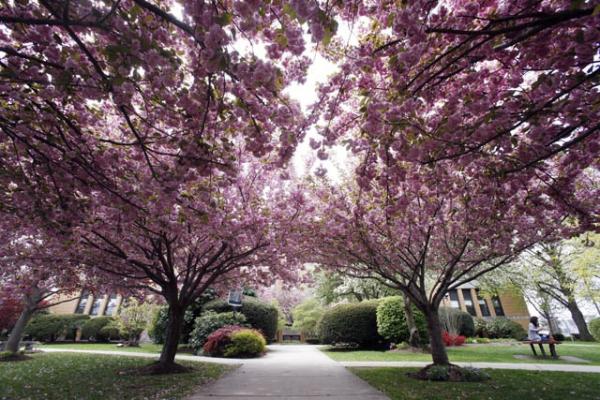 Cherry blossom trees in bloom at Salem State