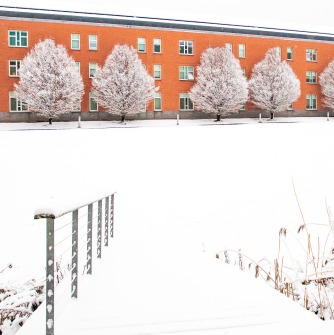 Snowy trees line the Marsh Quad.