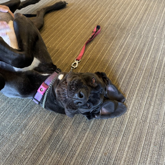 black Great Dane dog lying down for pets