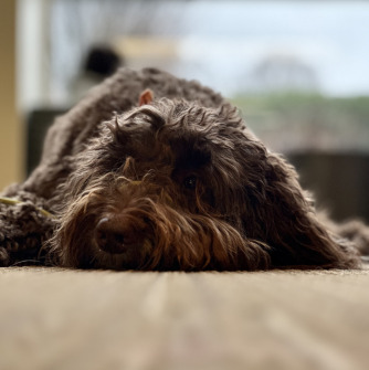 brown Goldendoodle dog lying down 