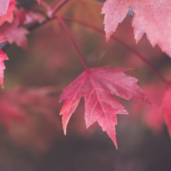 Red leaves
