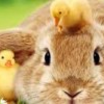 Tan bunny with mini yellow chicks