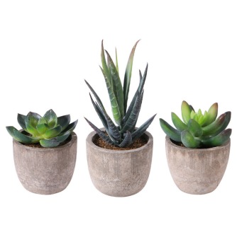 Small planters containing succulents