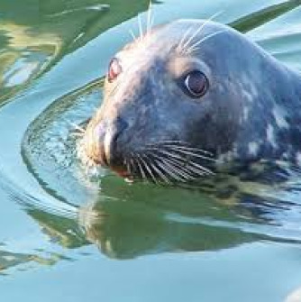 gray seal