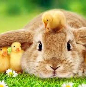Chicks and Bunny