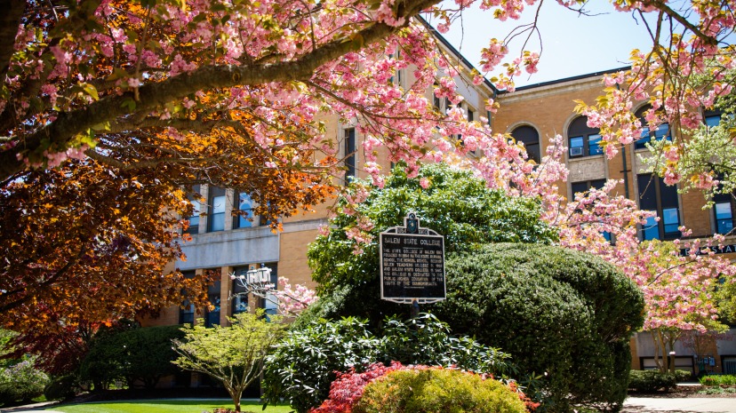 Cherry blossoms and bushes in front of Sullivan Building at Salem State.